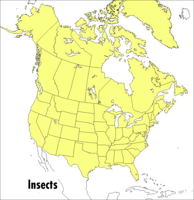 A Field Guide to Insects: America North of Mexico (Peterson Field Guides)