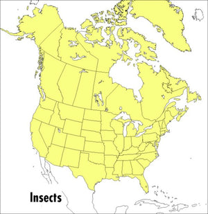 A Field Guide to Insects: America North of Mexico (Peterson Field Guides)