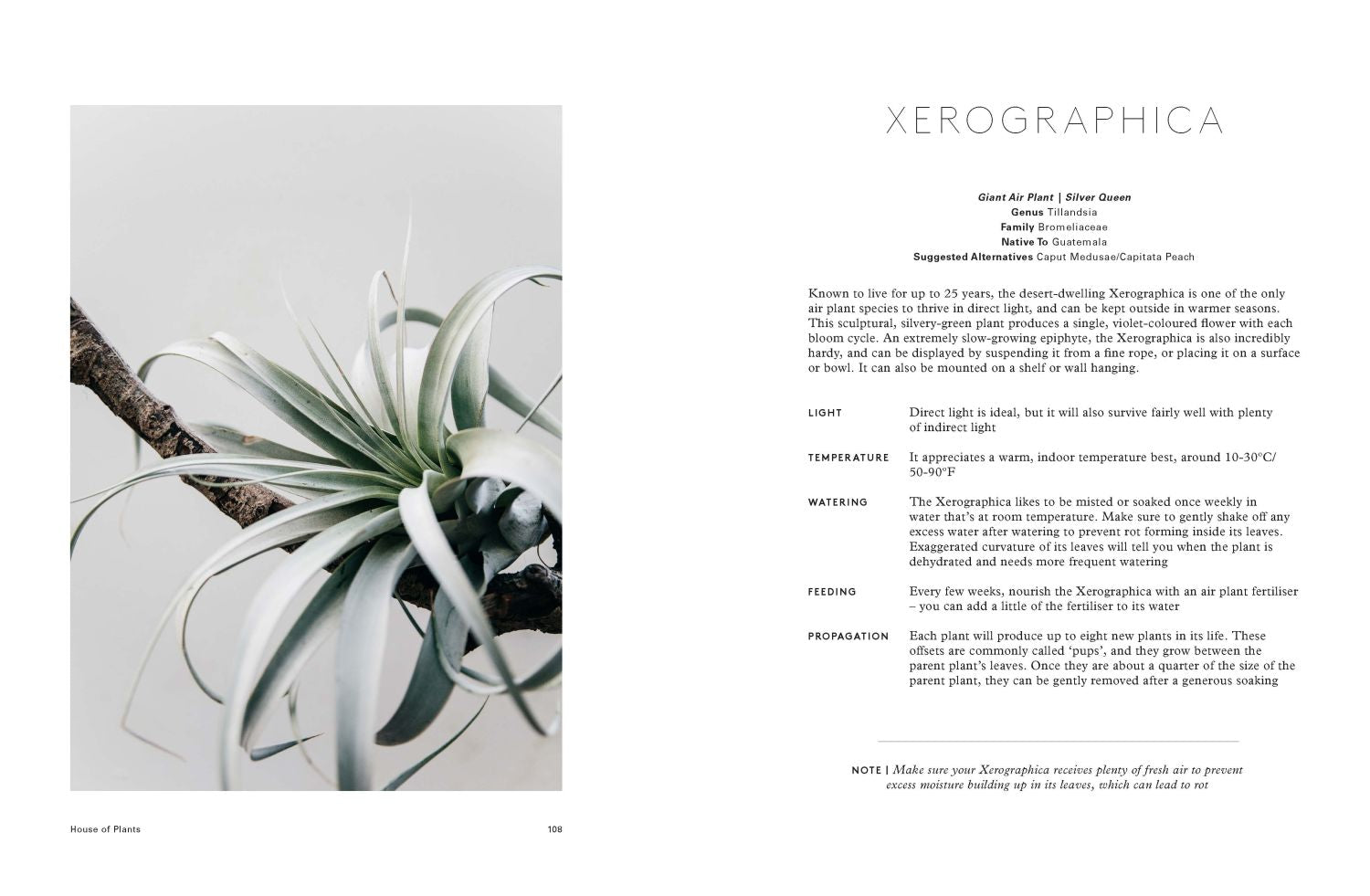 house of plants living with succulents House of Plants : Living with Succulents, Air Plants and Cacti