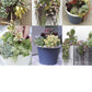 Succulents Made Easy: A Beginner's Guide (Featuring 200 Varieties)