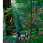 America's Great Forest Trails: 100 Woodland Hikes of a Lifetime *Very Good*