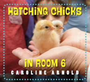 Hatching Chicks in Room 6 (Life Cycles in Room 6) *Very Good*