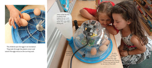 Hatching Chicks in Room 6 (Life Cycles in Room 6) *Very Good*