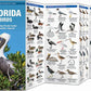 Florida Birds: A Folding Pocket Guide to Familiar Species (Wildlife and Nature Identification)