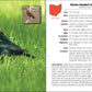 Birds of Ohio Field Guide (Bird Identification Guides)