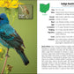 Birds of Ohio Field Guide (Bird Identification Guides)