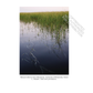 Wild Rice: An Essential Guide to Cooking, History, and Harvesting
