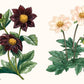 Dahlias: A Little Book of Flowers (Little Book of Natural Wonders) *Very Good*