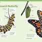 How to Raise Monarch Butterflies: A Step-by-Step Guide for Kids